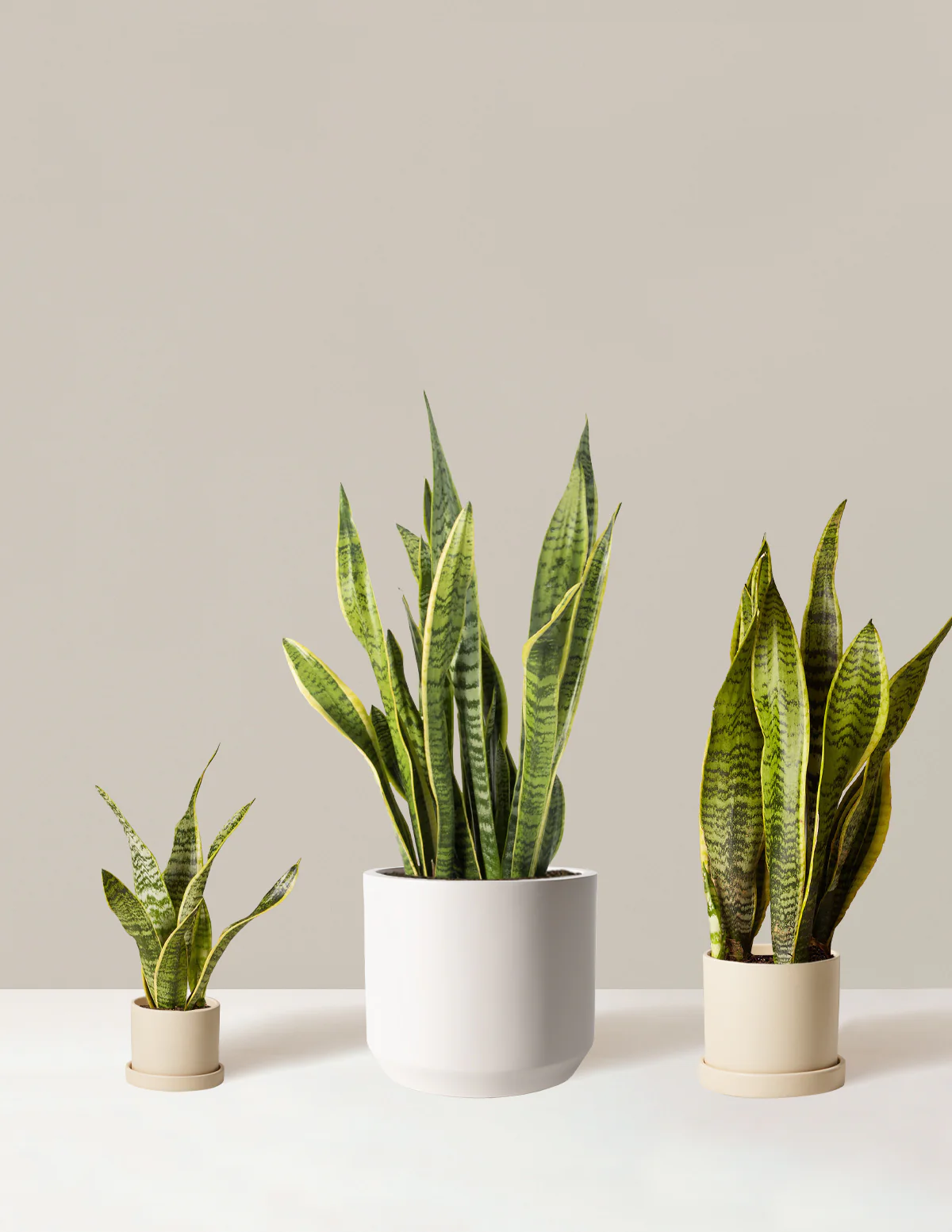 Air Purifying Trio - Image 5