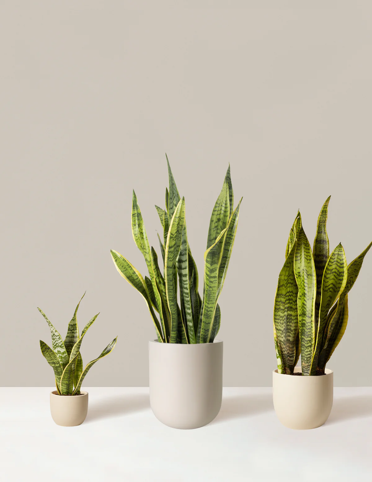Air Purifying Trio - Image 7