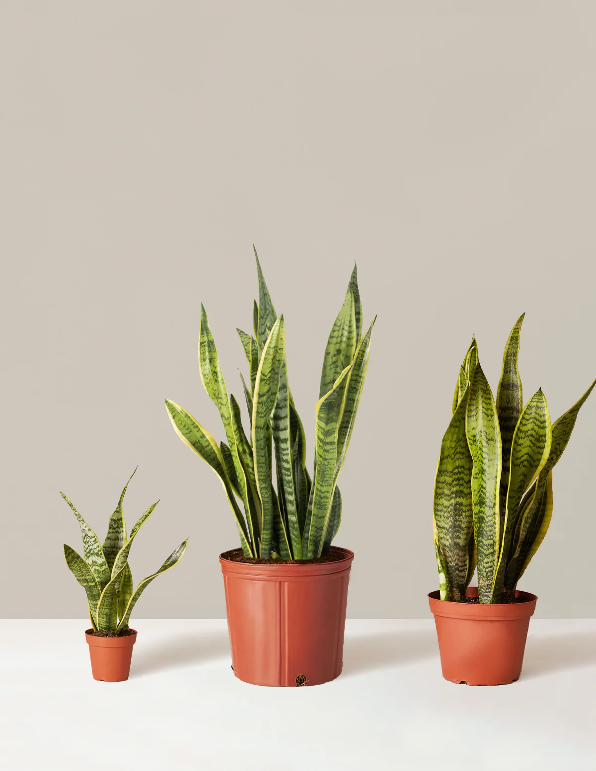 Air Purifying Trio - Image 8