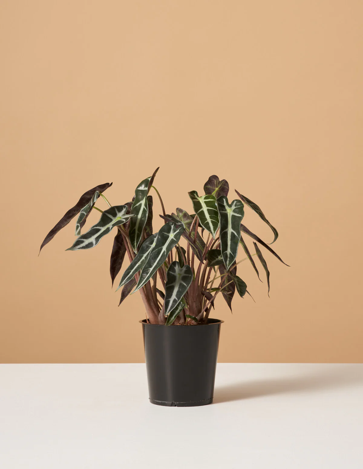 Alocasia Bambino - Image 3