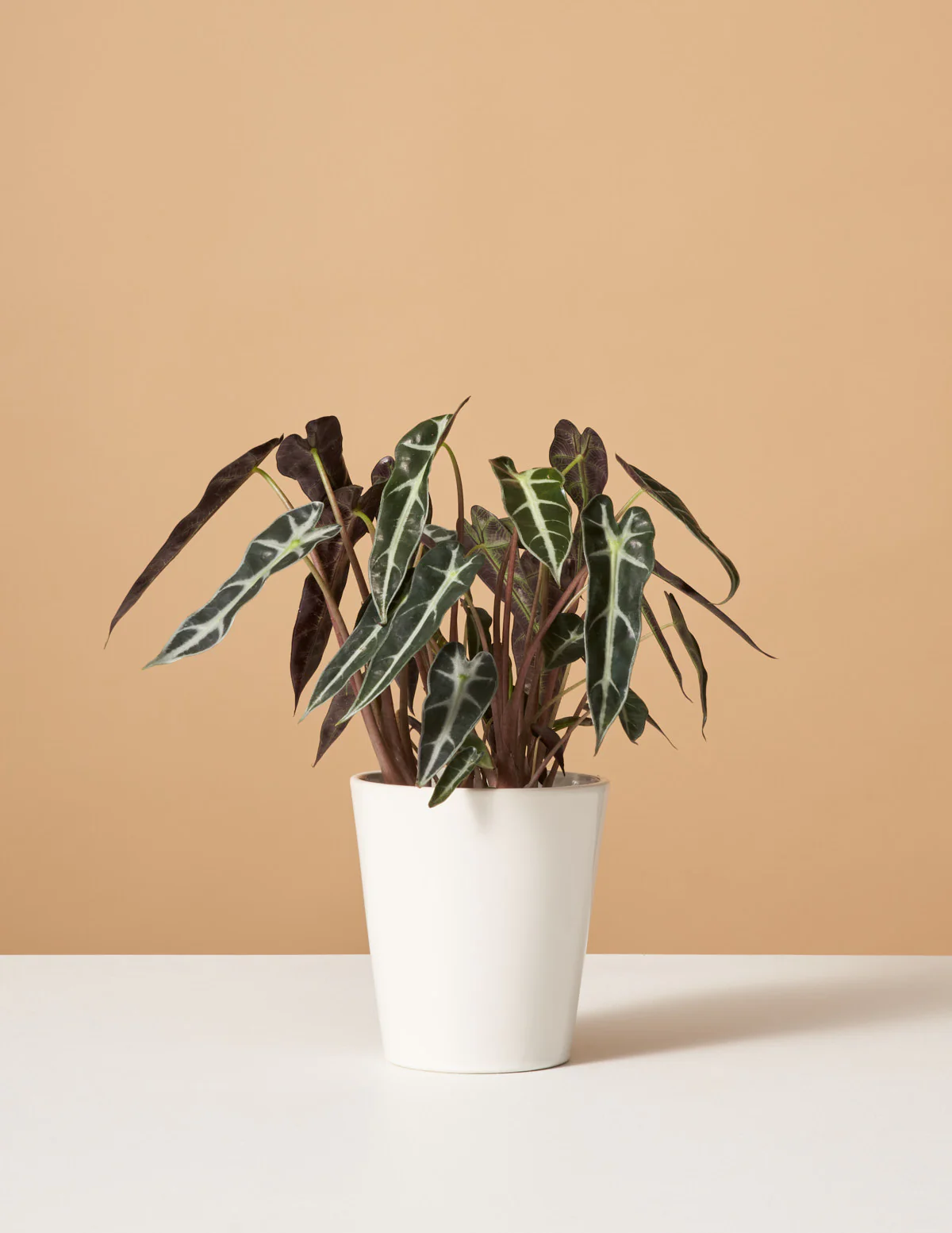 Alocasia Bambino - Image 4