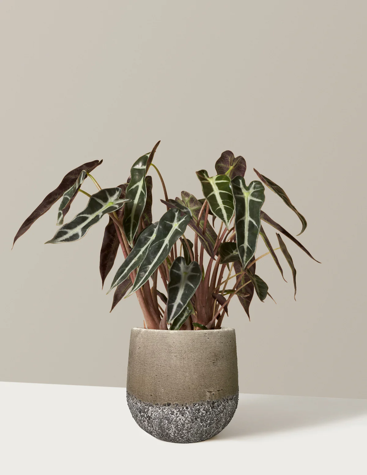 Alocasia Bambino - Image 5