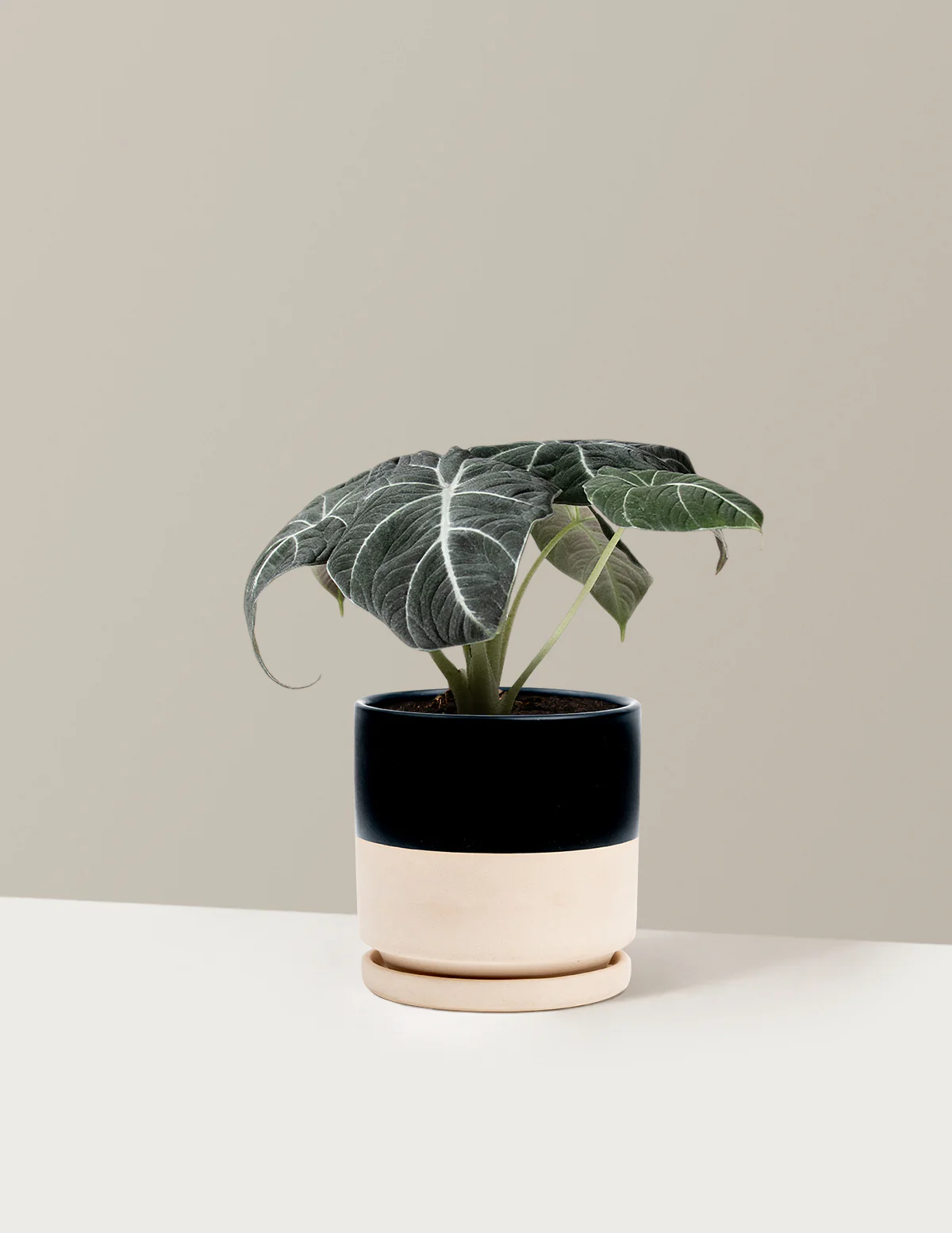 Alocasia Black Velvet - Image 10