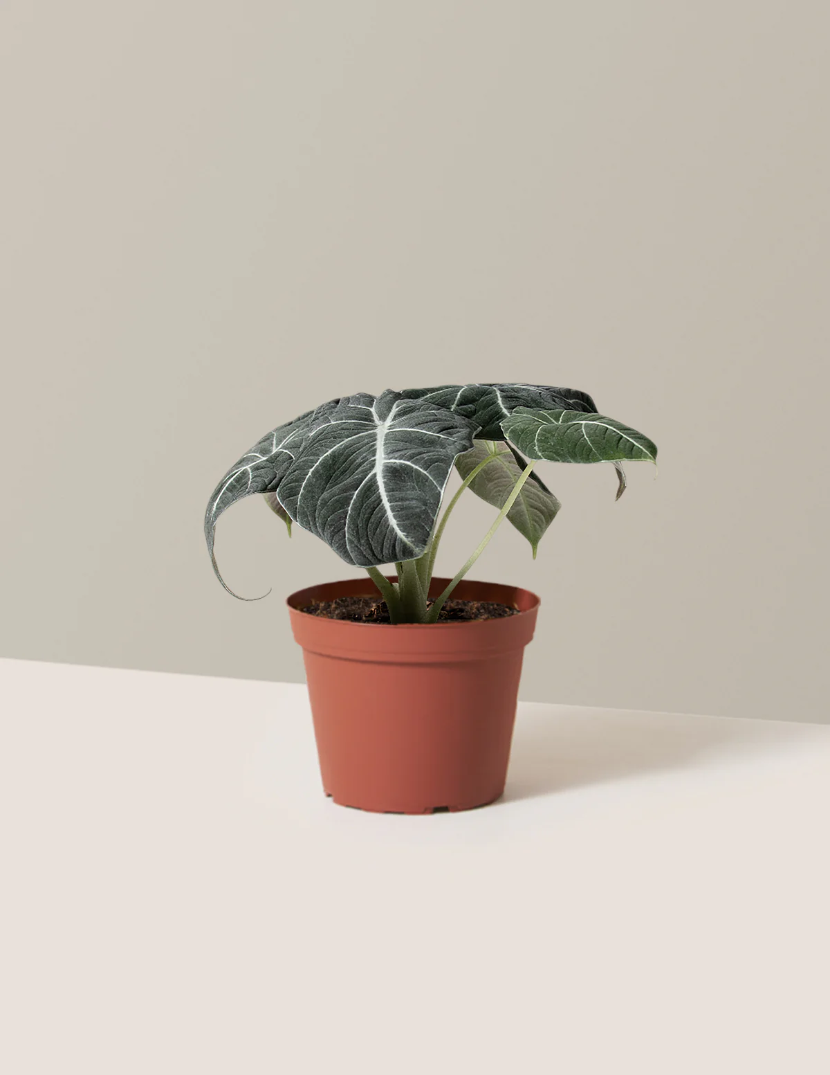 Alocasia Black Velvet - Image 11
