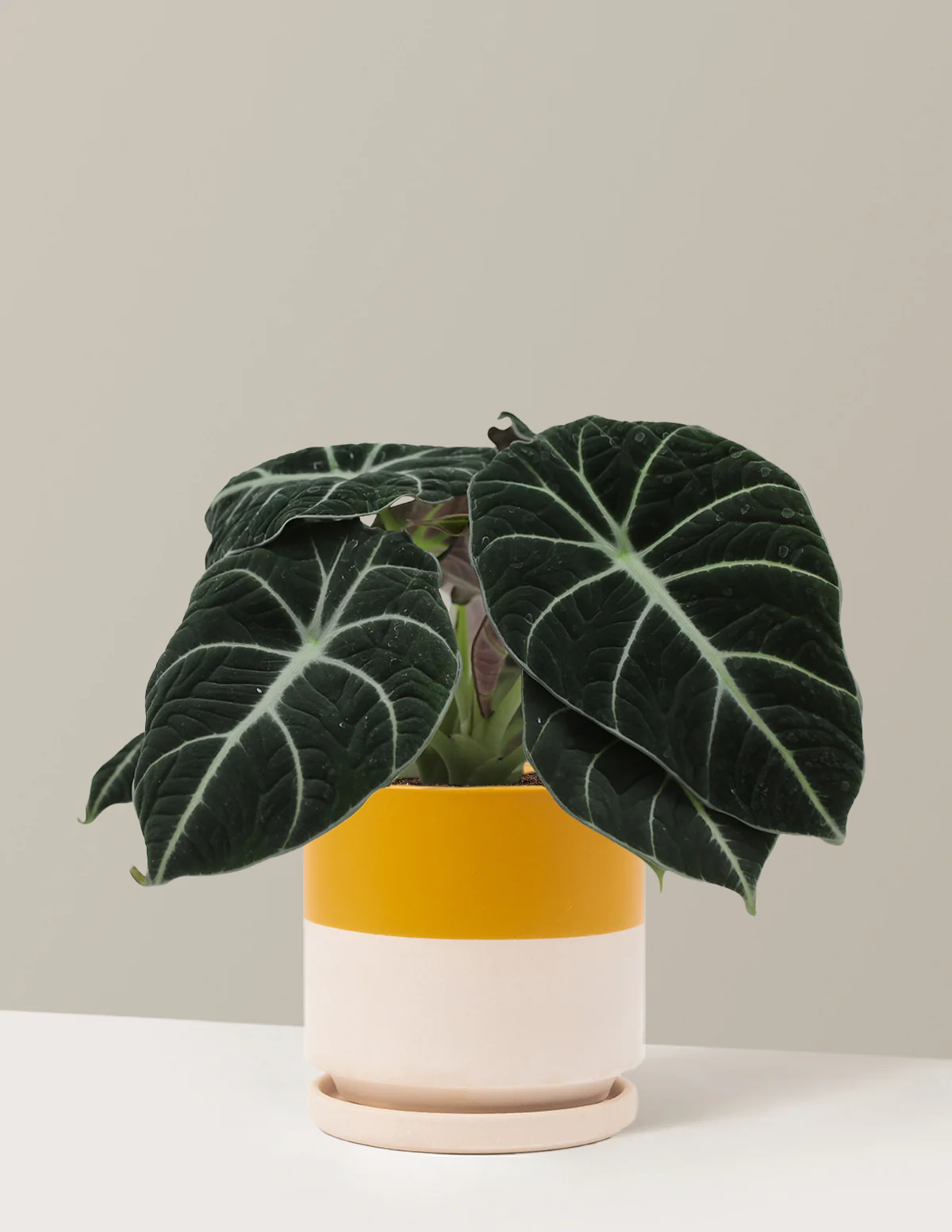 Alocasia Black Velvet - Image 12
