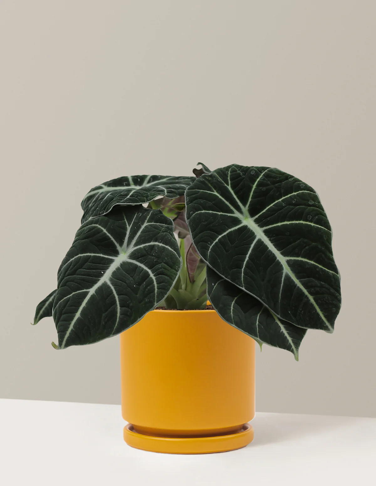 Alocasia Black Velvet - Image 13