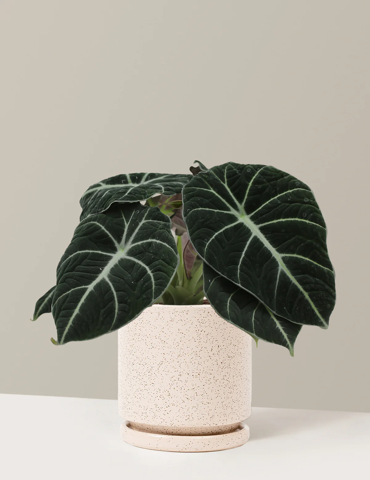 Alocasia Black Velvet - Image 14