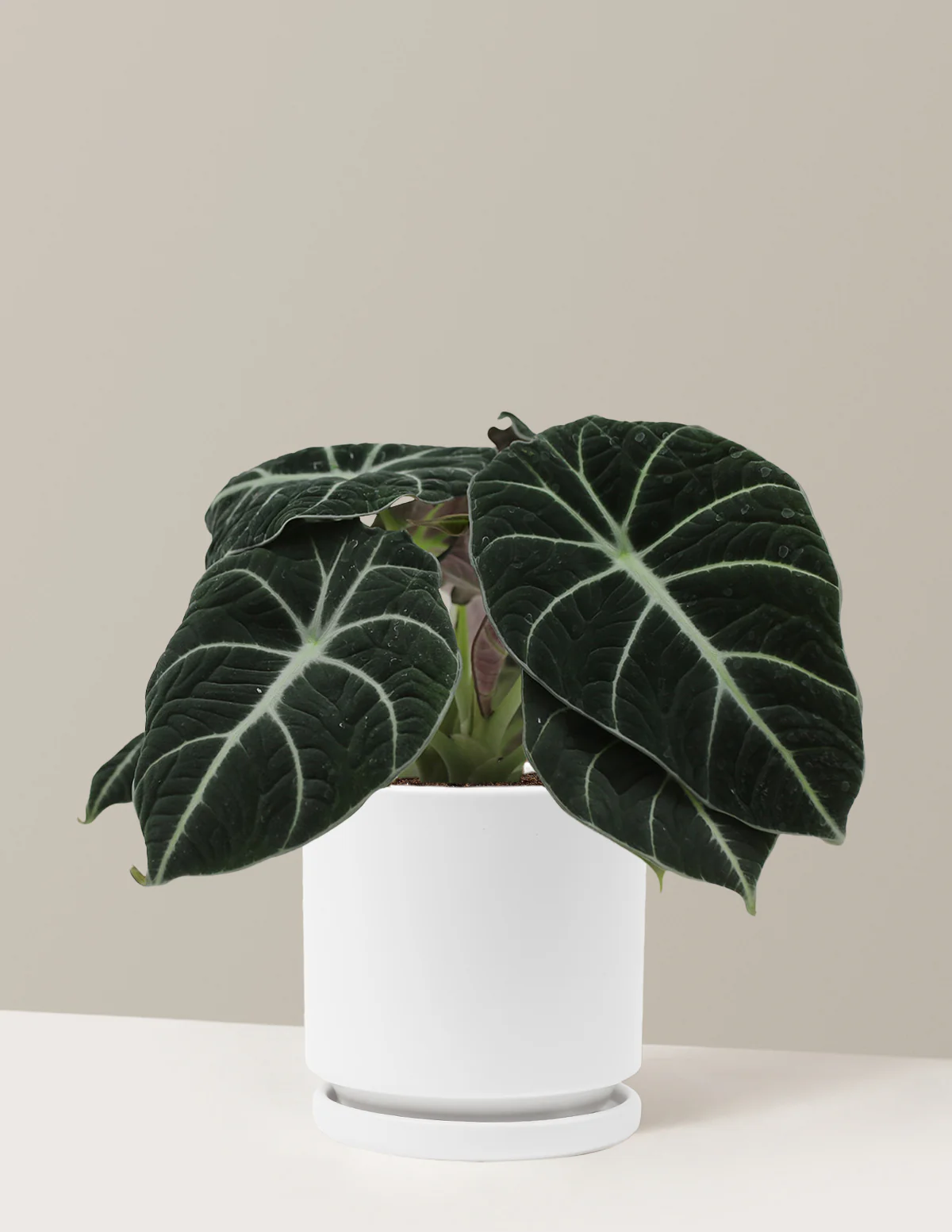Alocasia Black Velvet - Image 15