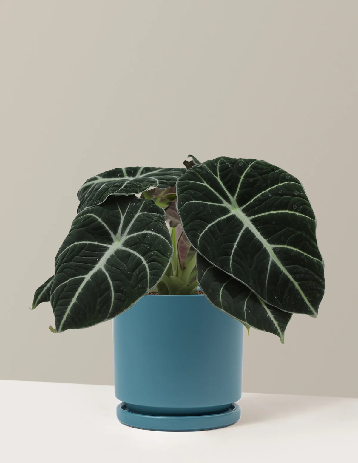 Alocasia Black Velvet - Image 16