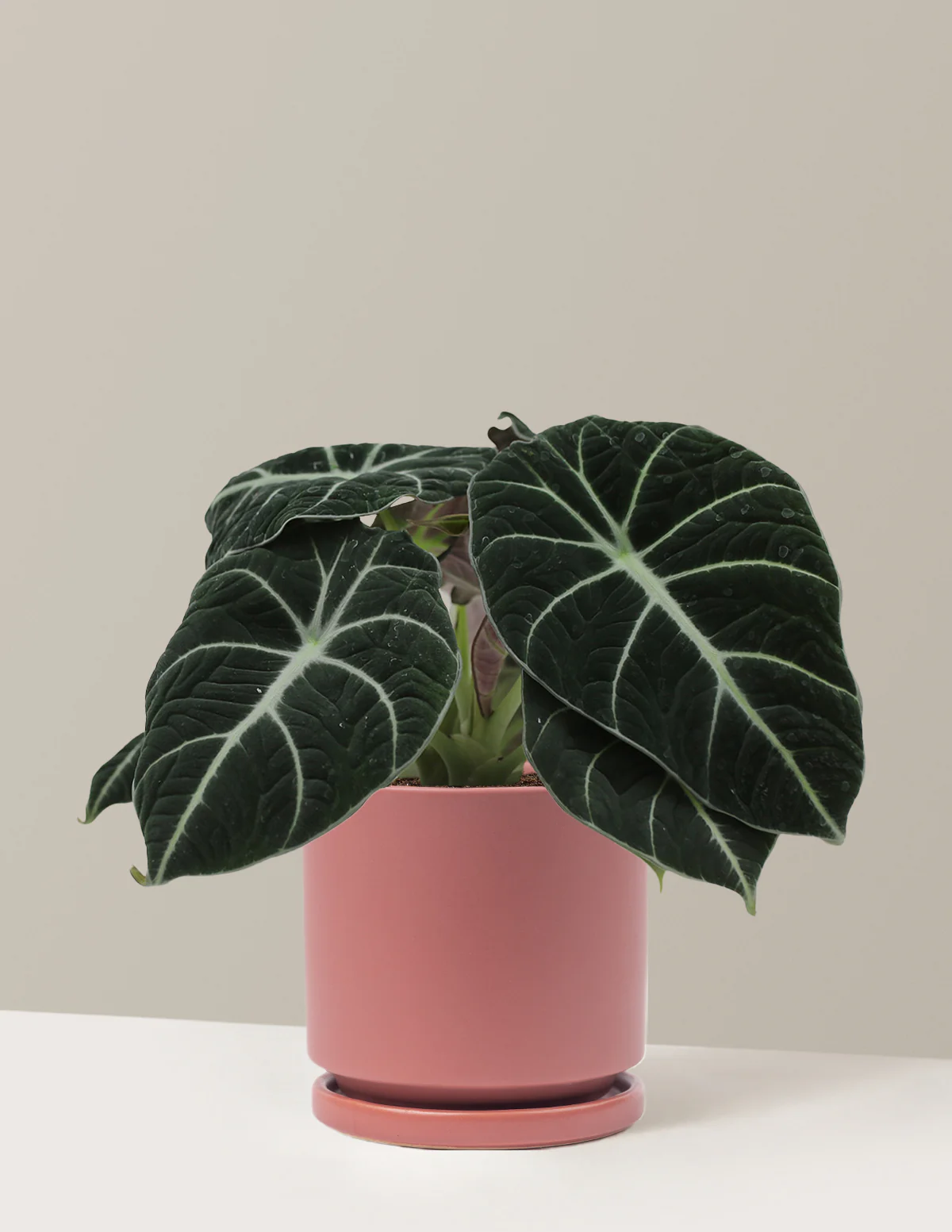 Alocasia Black Velvet - Image 17