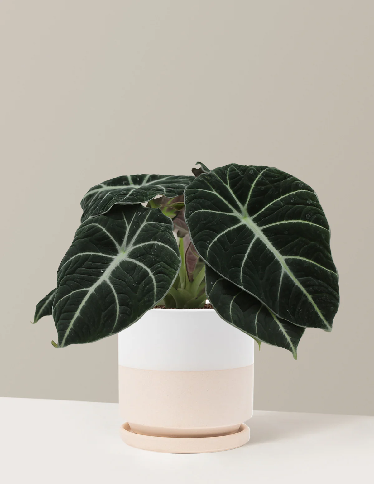 Alocasia Black Velvet - Image 18