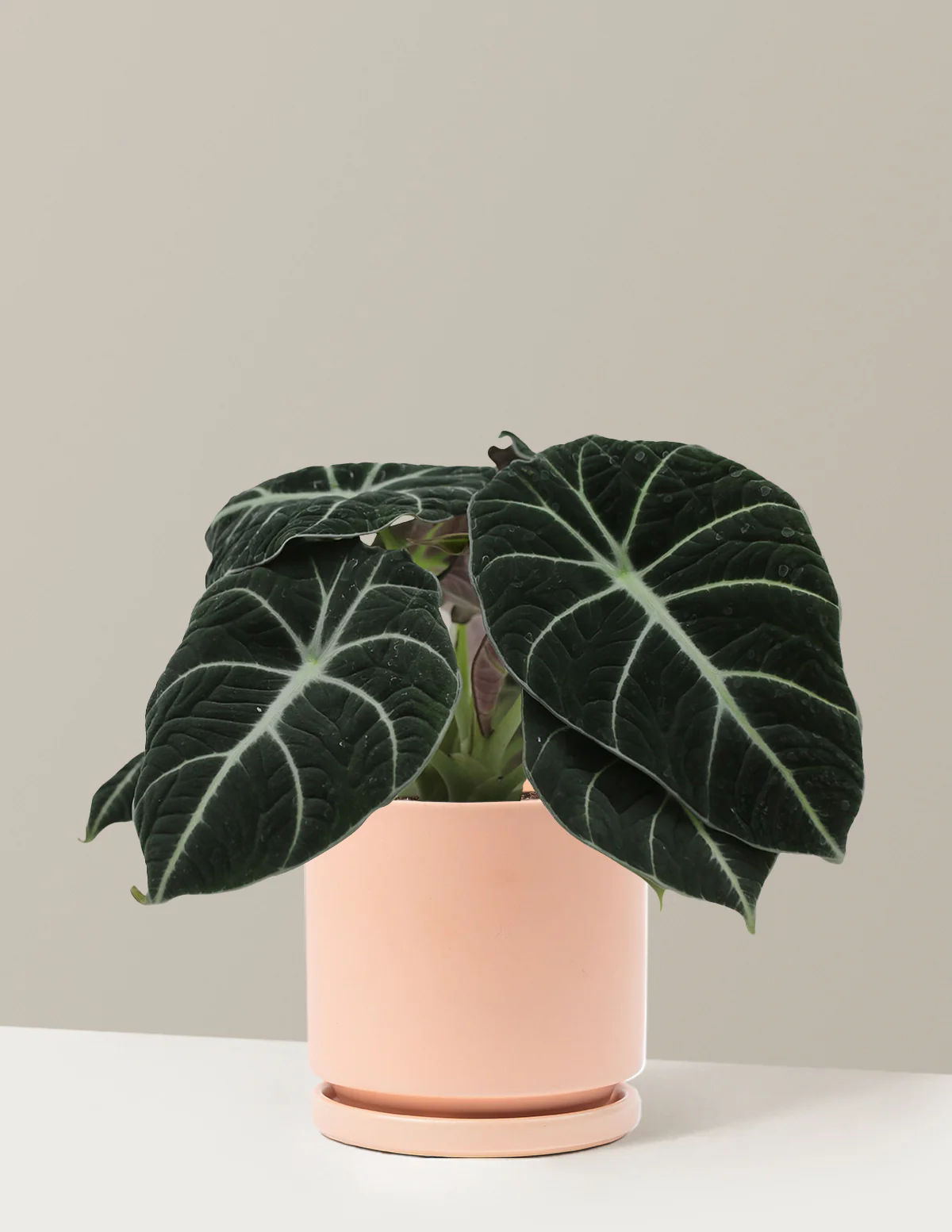 Alocasia Black Velvet - Image 19