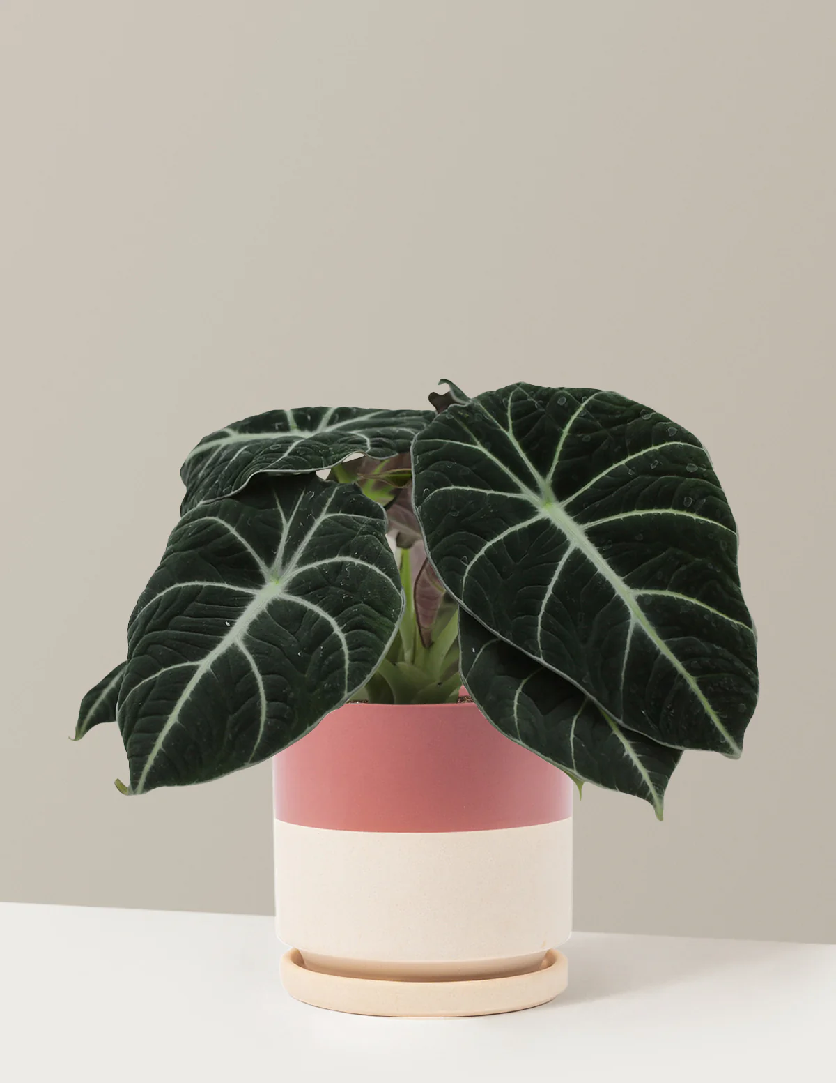 Alocasia Black Velvet - Image 20