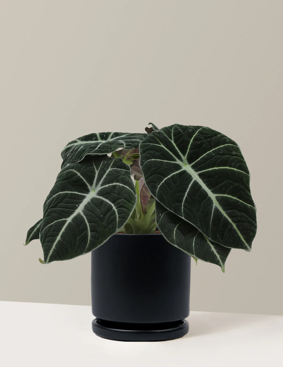 Alocasia Black Velvet - Image 21