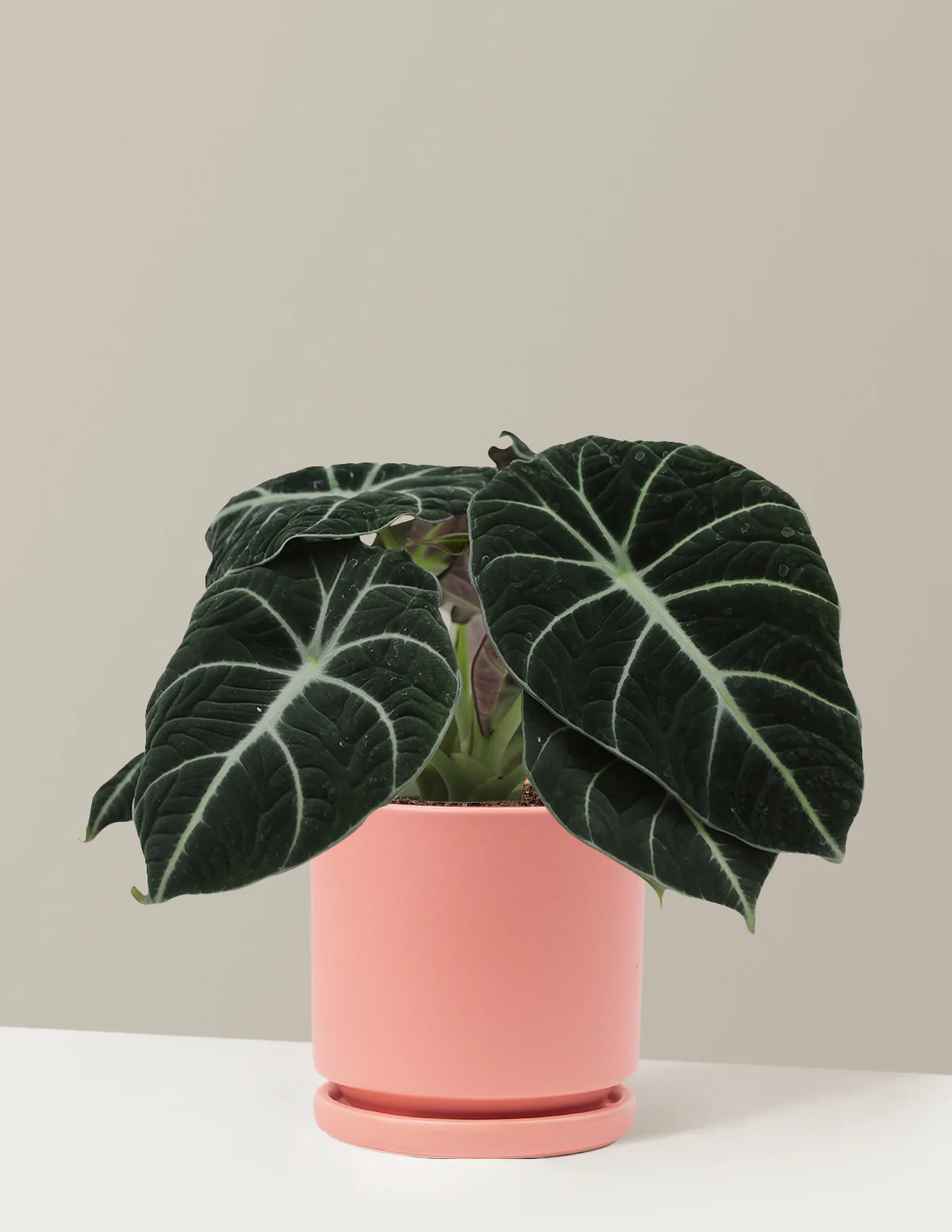 Alocasia Black Velvet - Image 22