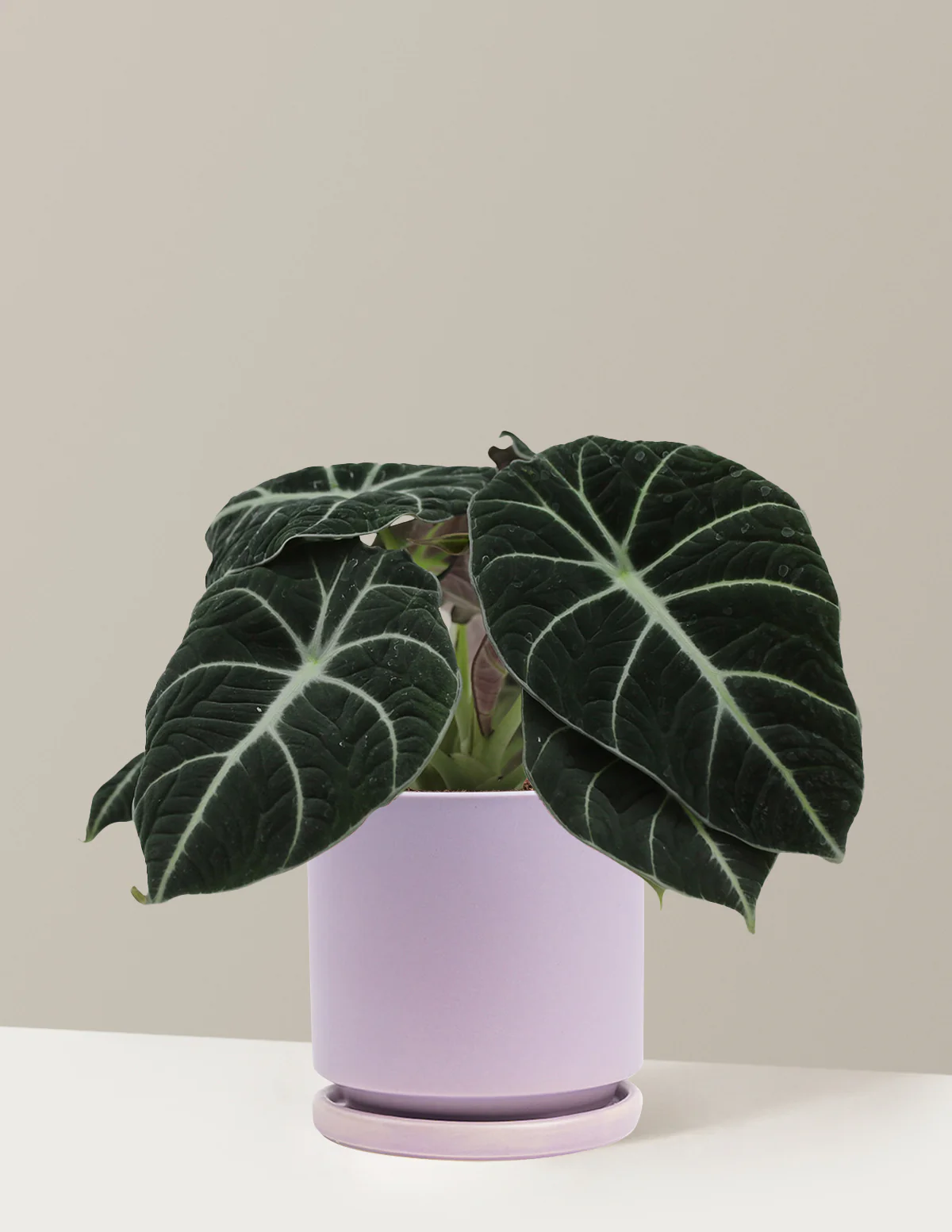 Alocasia Black Velvet - Image 23