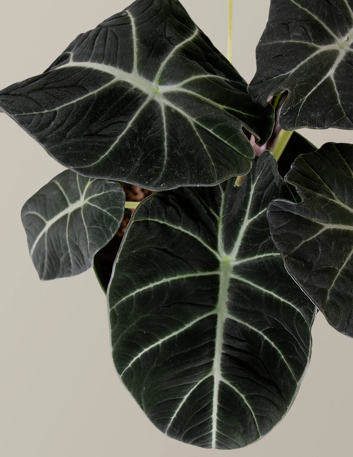 Alocasia Black Velvet - Image 3