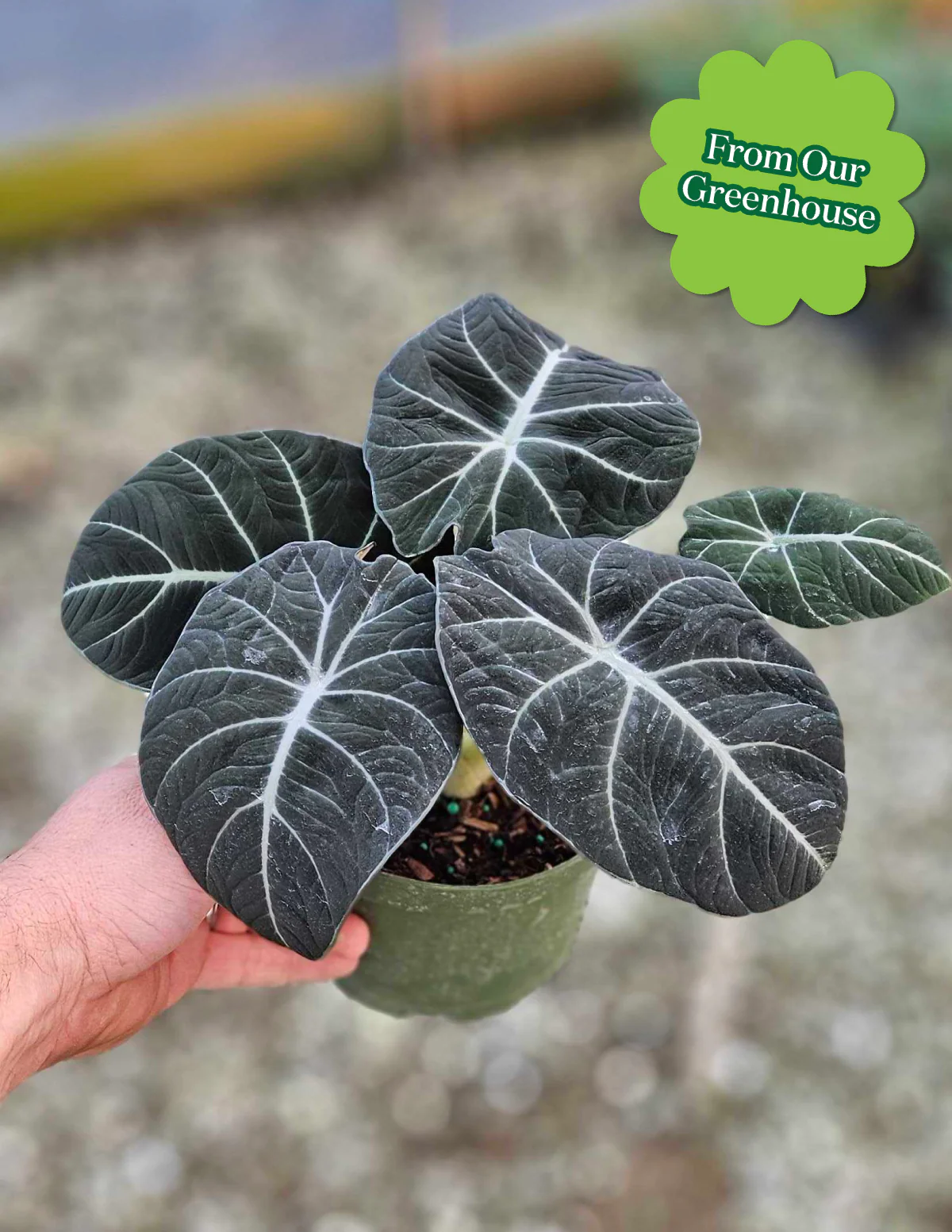 Alocasia Black Velvet - Image 4