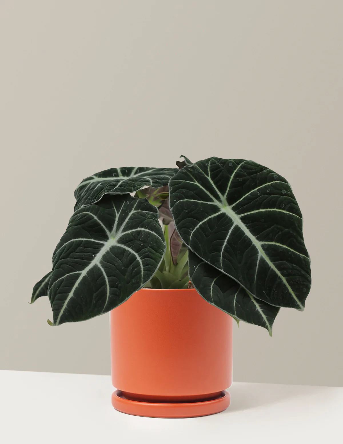Alocasia Black Velvet - Image 5