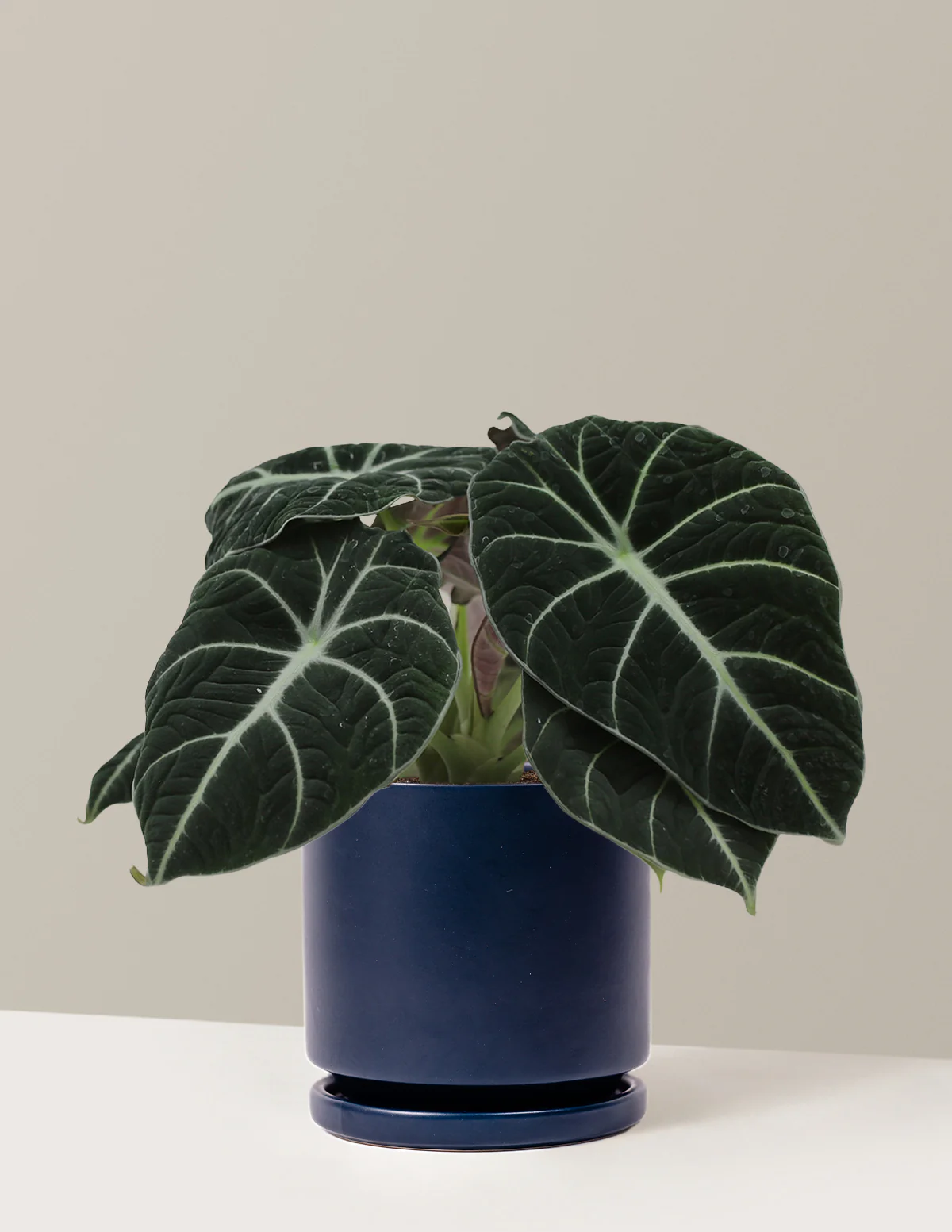 Alocasia Black Velvet - Image 6