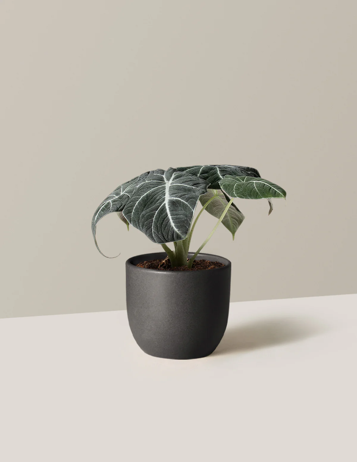 Alocasia Black Velvet - Image 7