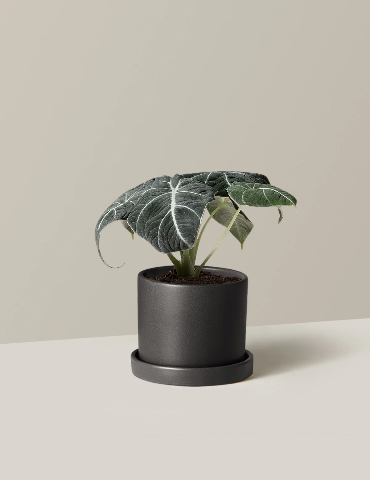 Alocasia Black Velvet - Image 8