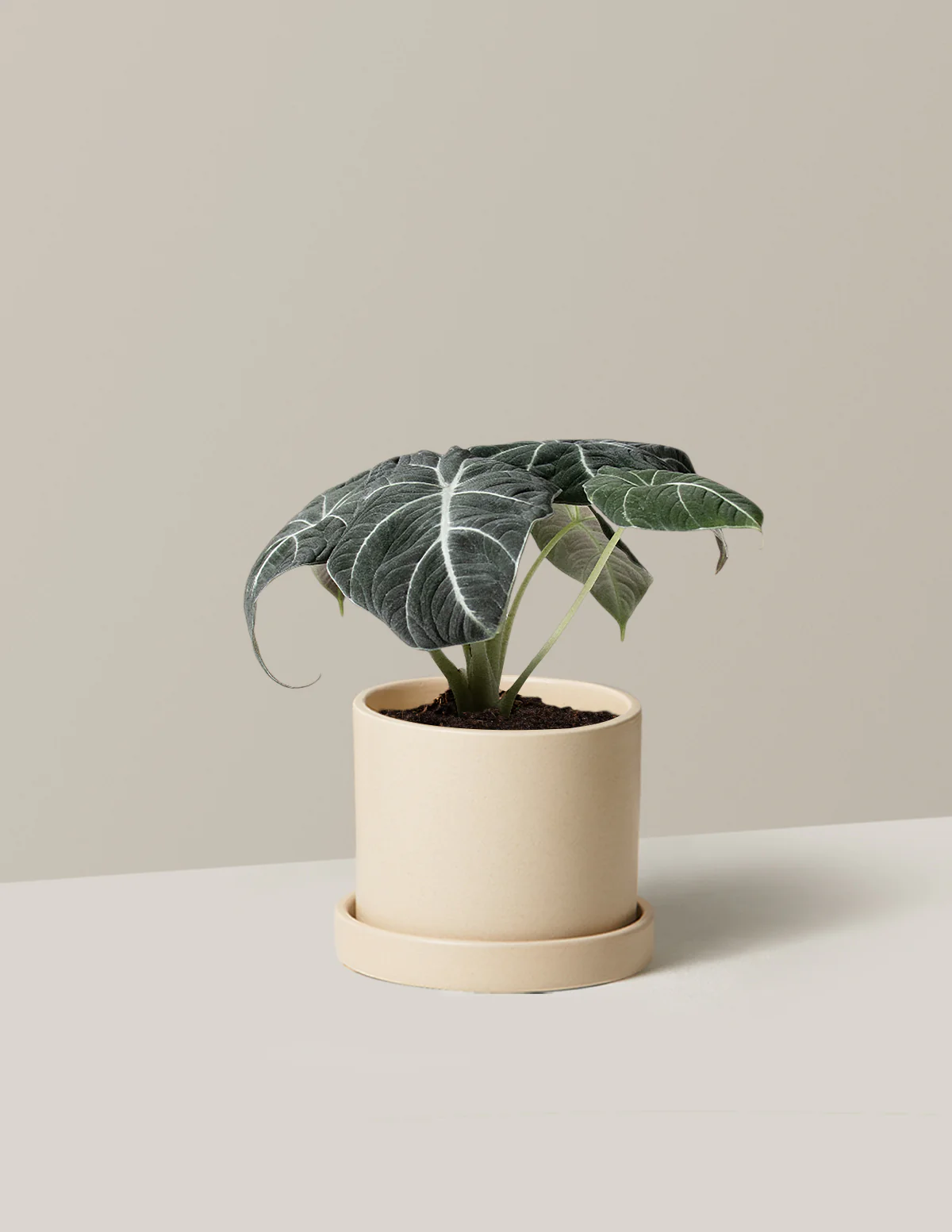 Alocasia Black Velvet - Image 9