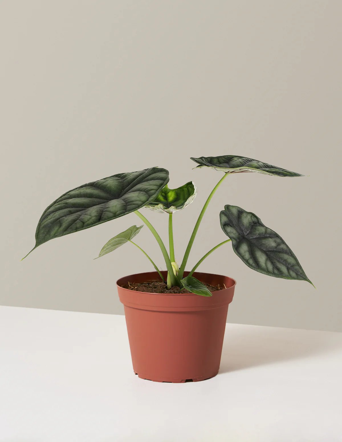 Alocasia Dragon Scale - Image 10