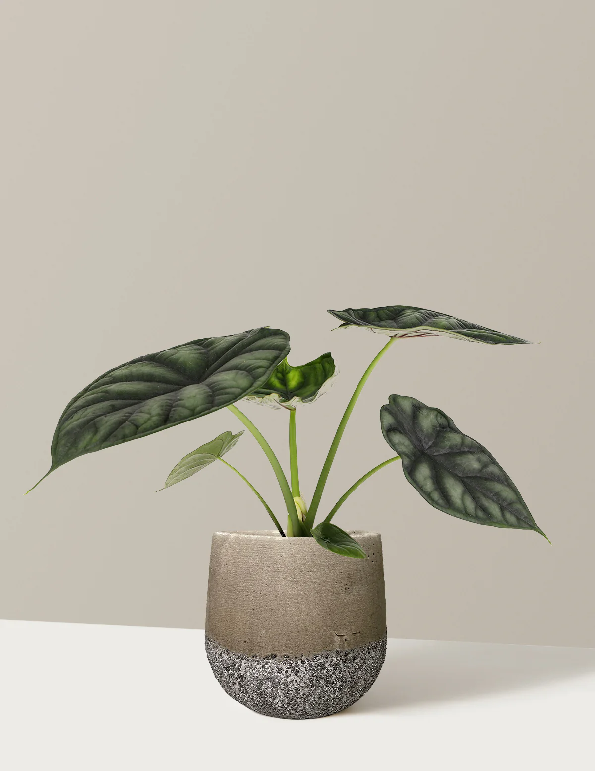 Alocasia Dragon Scale - Image 11