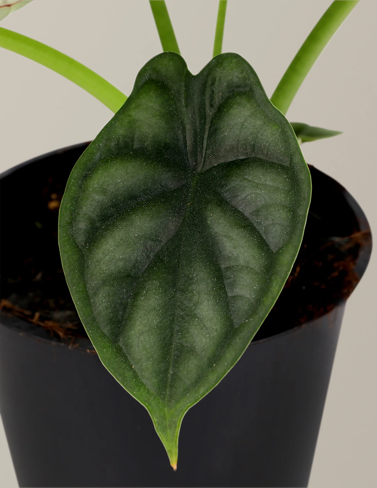 Alocasia Dragon Scale - Image 3
