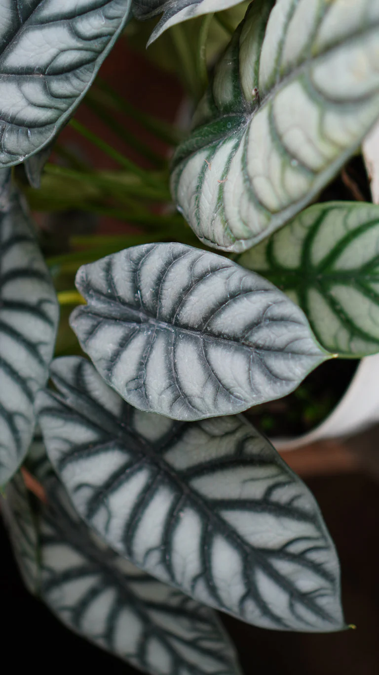 Alocasia Dragon Scale - Image 4