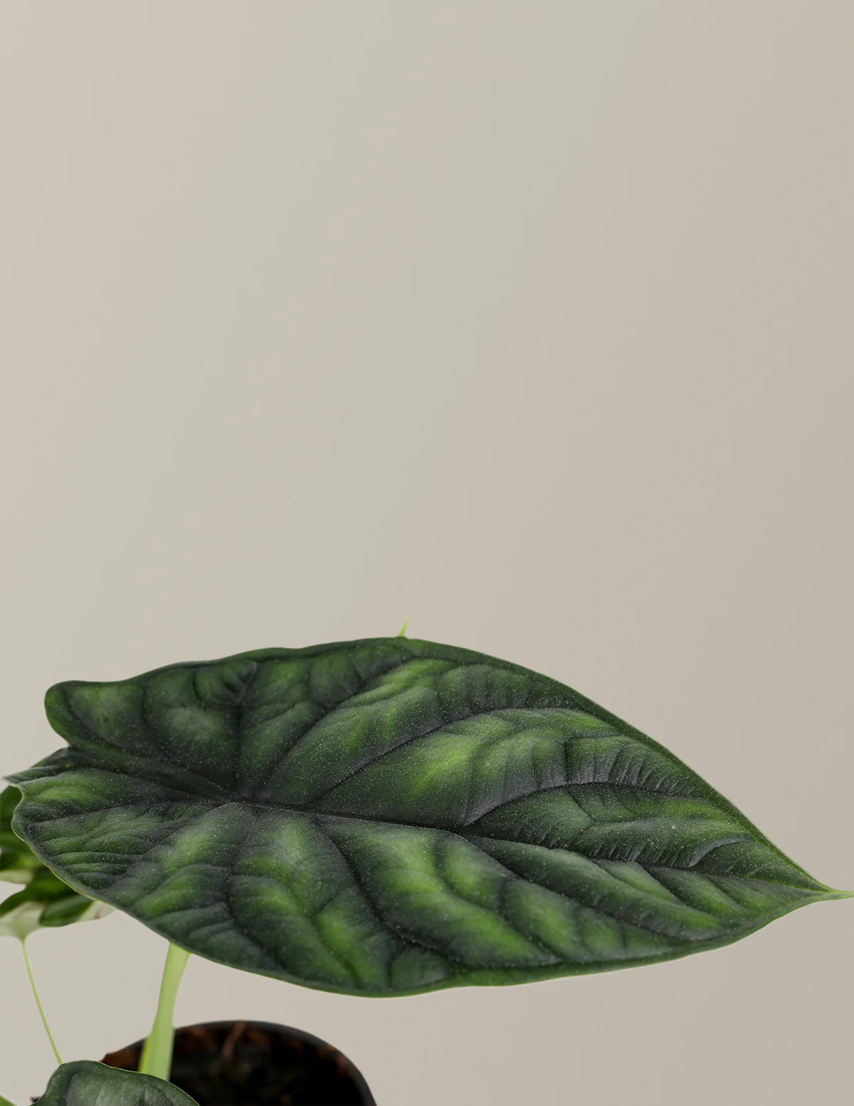 Alocasia Dragon Scale - Image 5