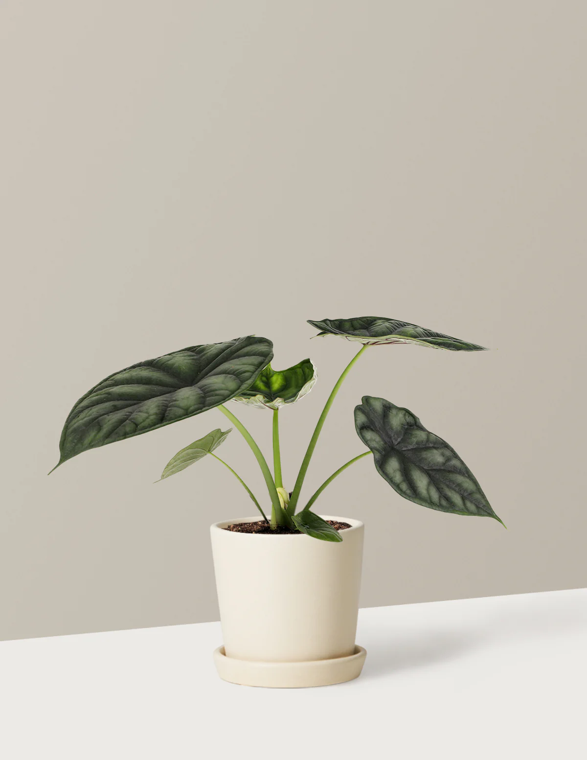 Alocasia Dragon Scale - Image 6