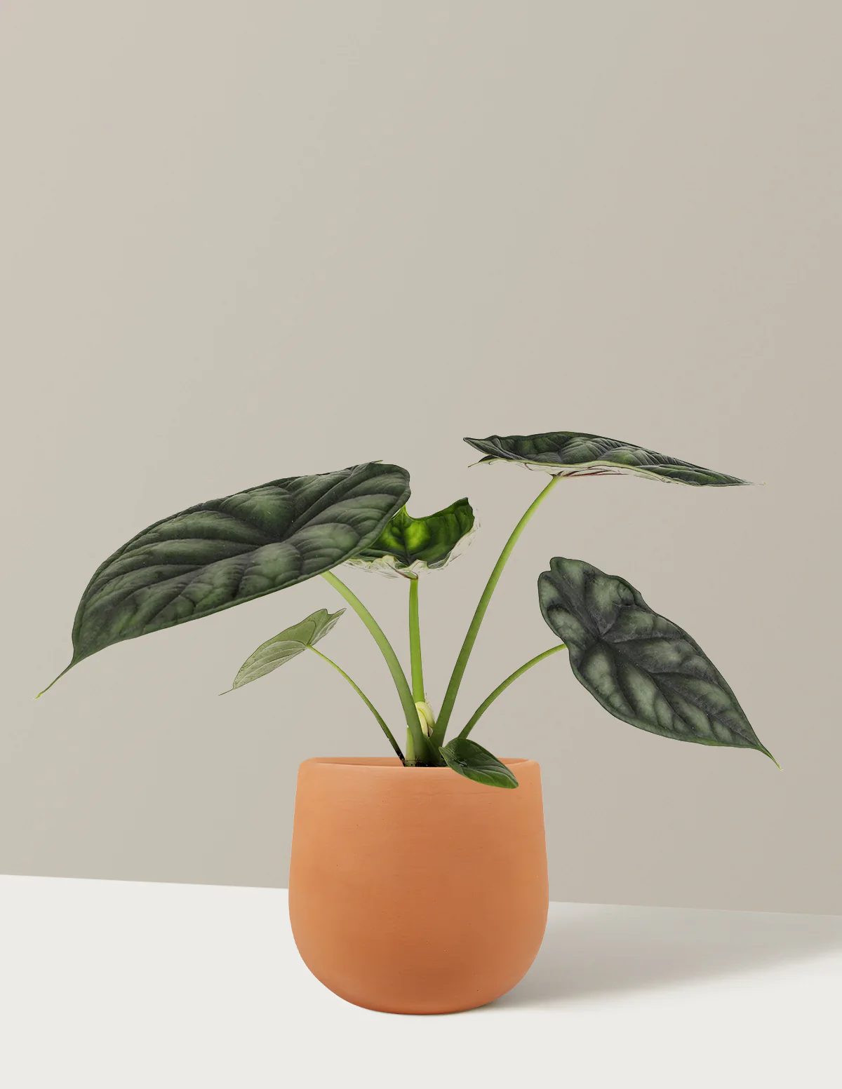 Alocasia Dragon Scale - Image 7