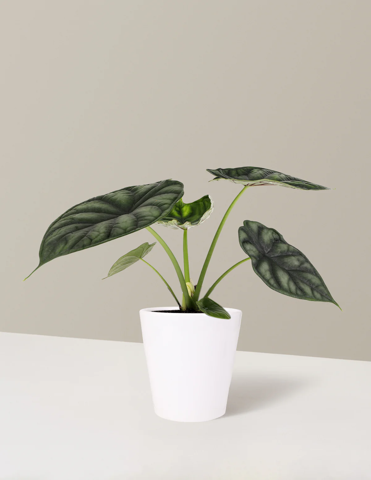 Alocasia Dragon Scale - Image 8
