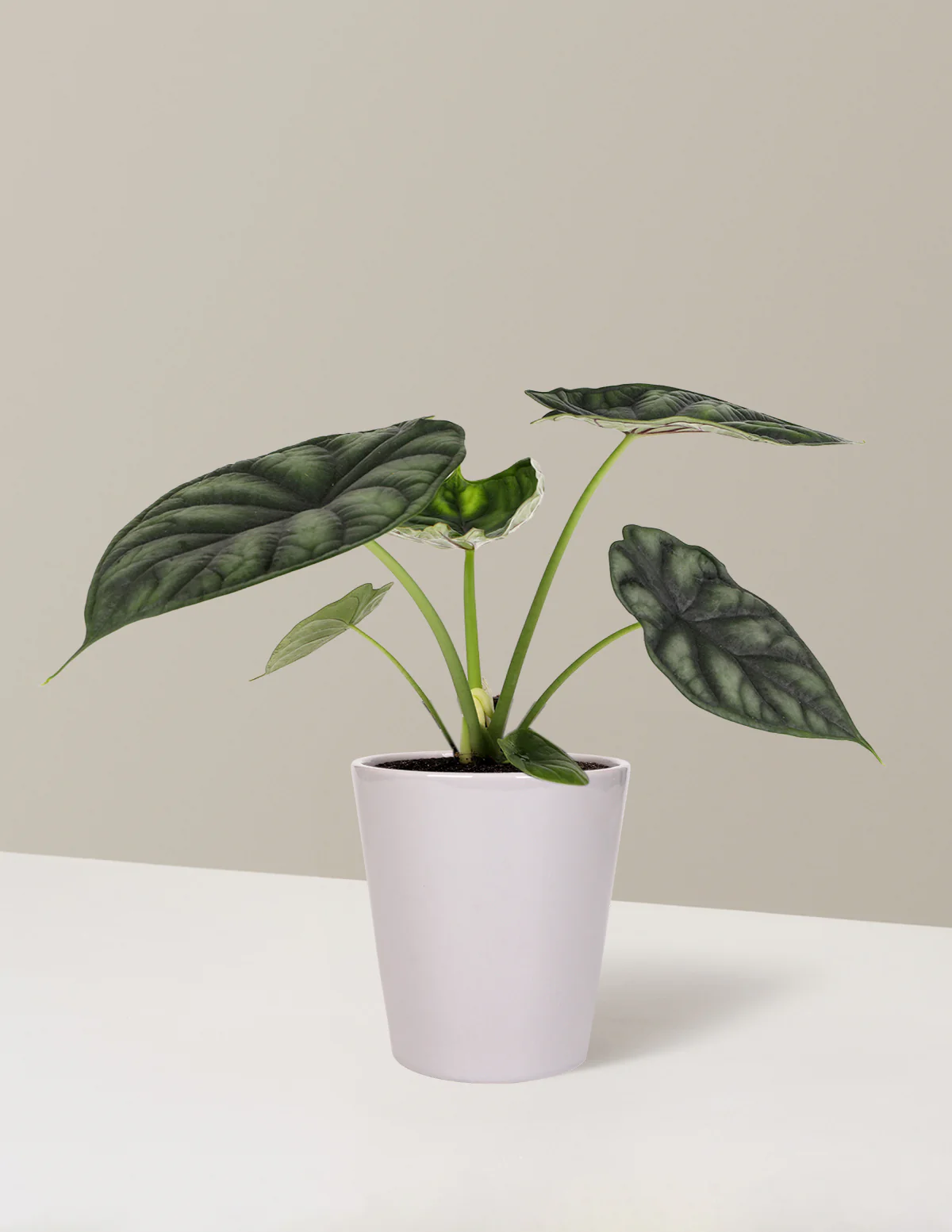 Alocasia Dragon Scale - Image 9