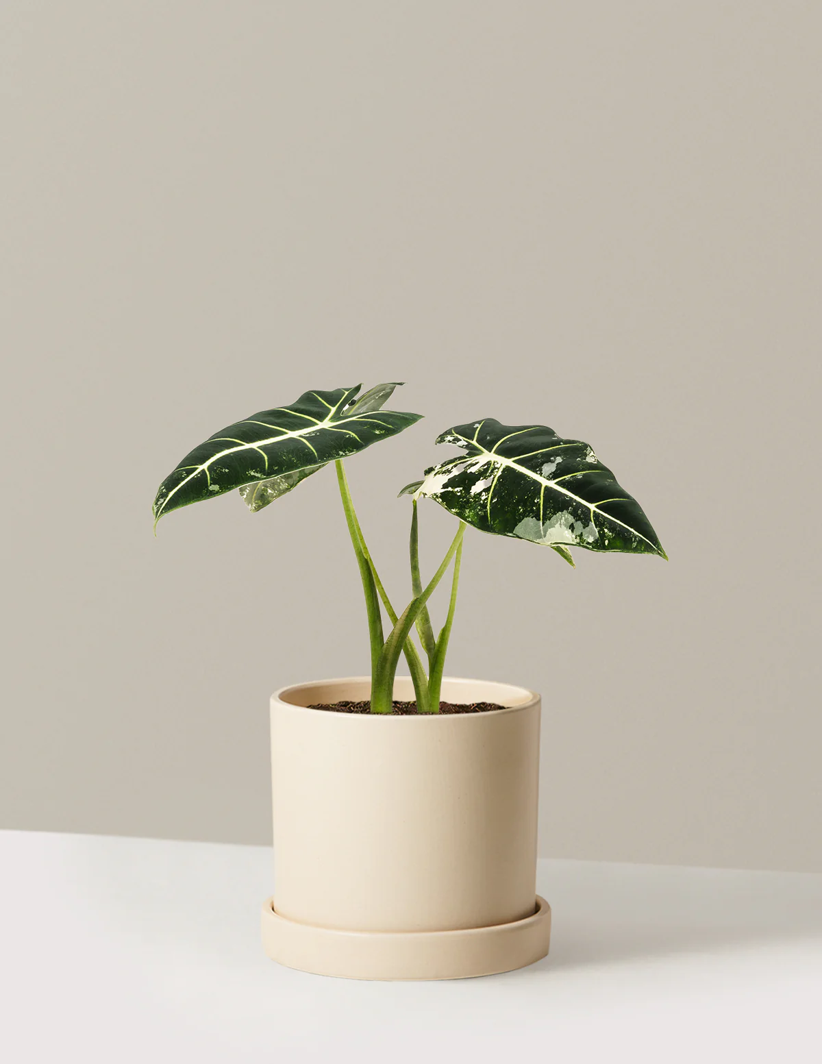 Alocasia Frydek Variegated - Image 11