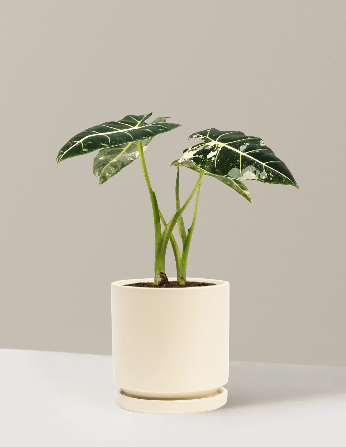 Alocasia Frydek Variegated - Image 12