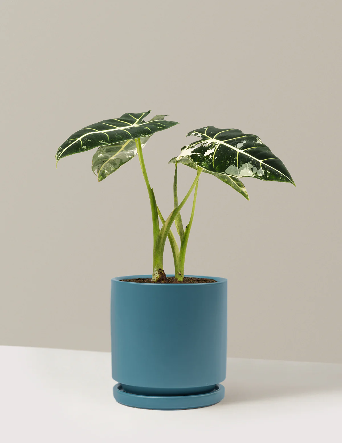 Alocasia Frydek Variegated - Image 13