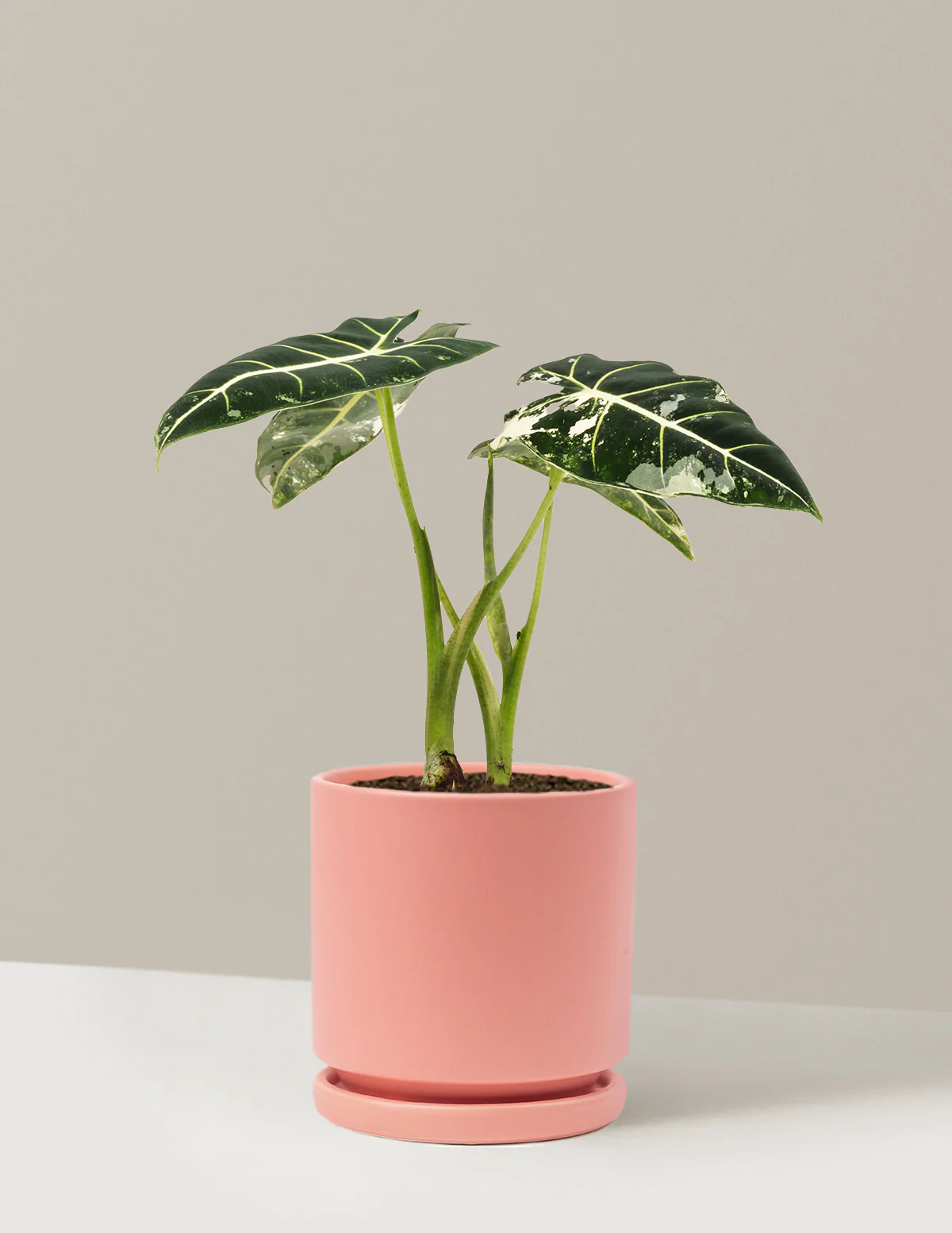 Alocasia Frydek Variegated - Image 15