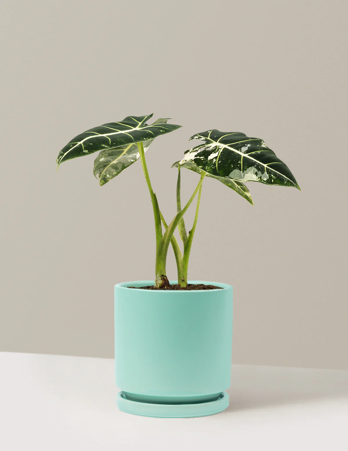Alocasia Frydek Variegated - Image 18