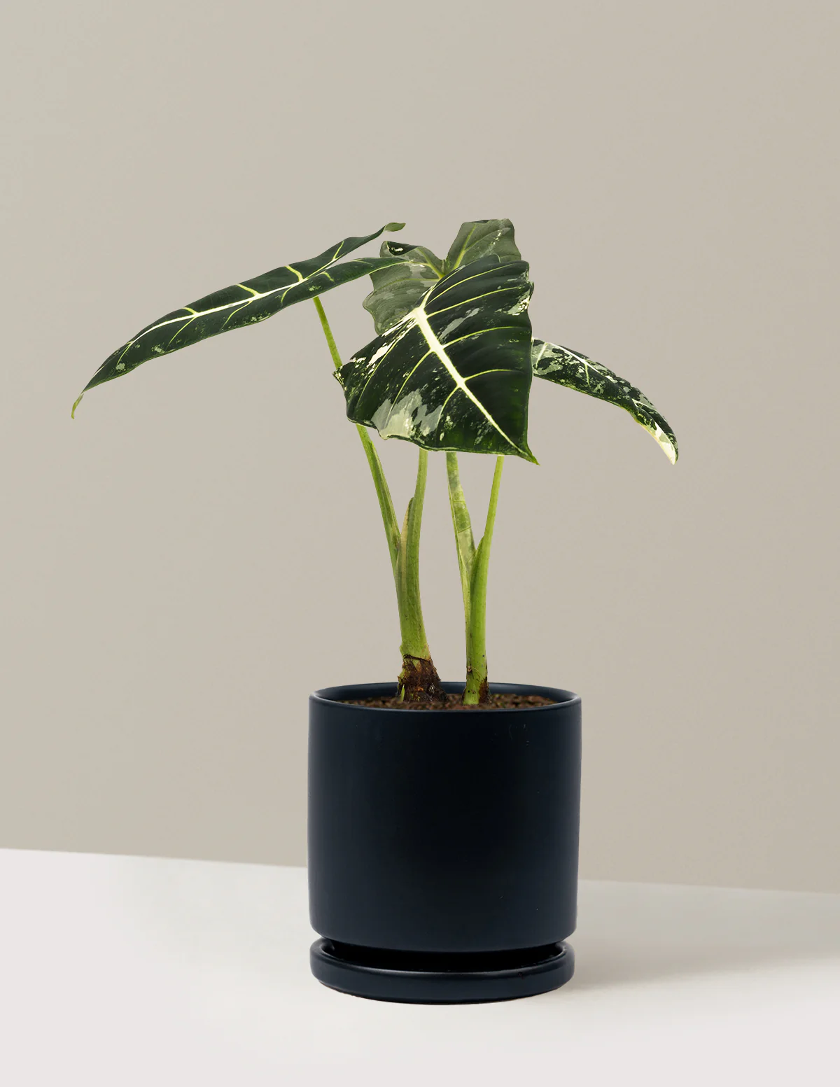 Alocasia Frydek Variegated - Image 2