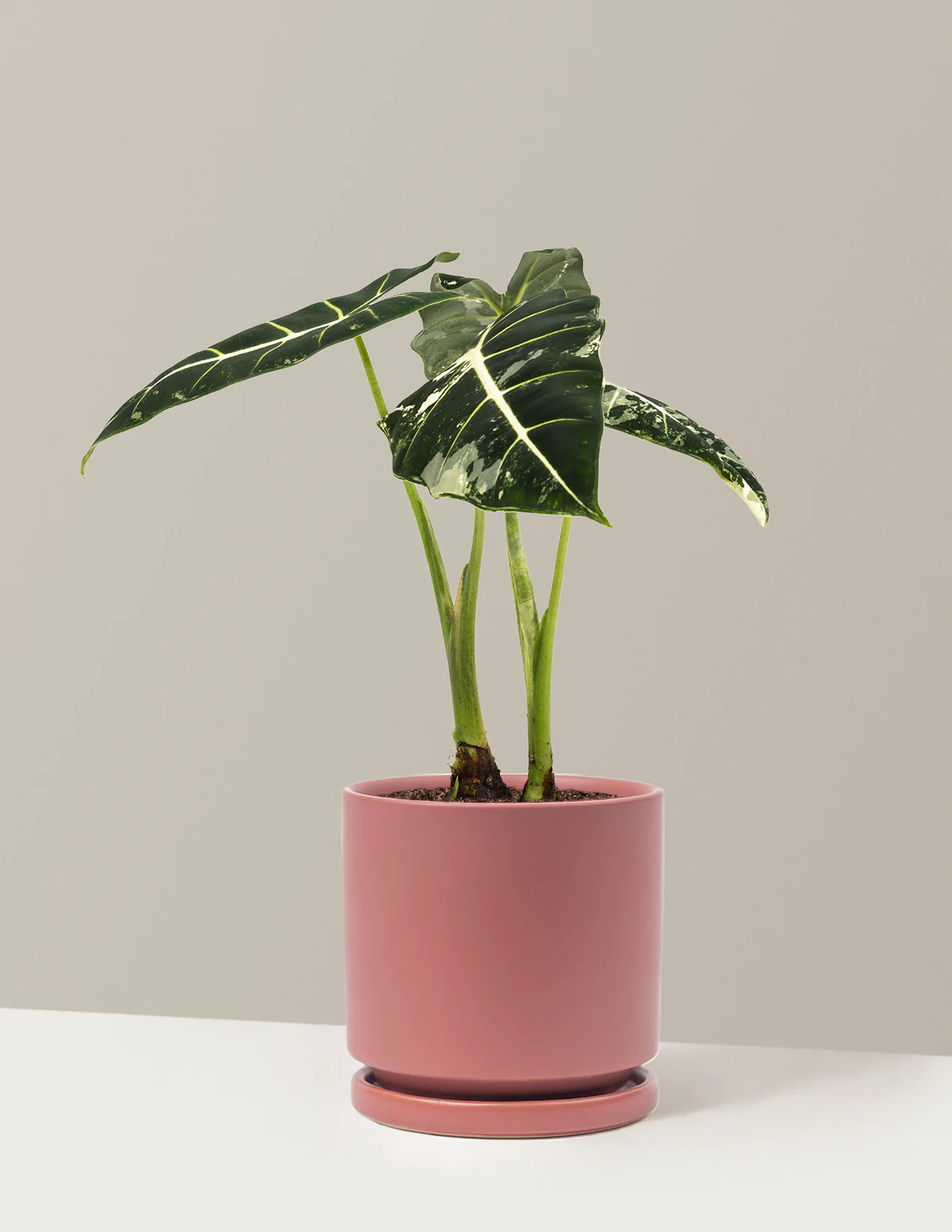 Alocasia Frydek Variegated - Image 22