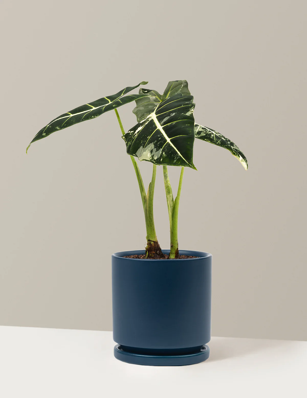 Alocasia Frydek Variegated - Image 23