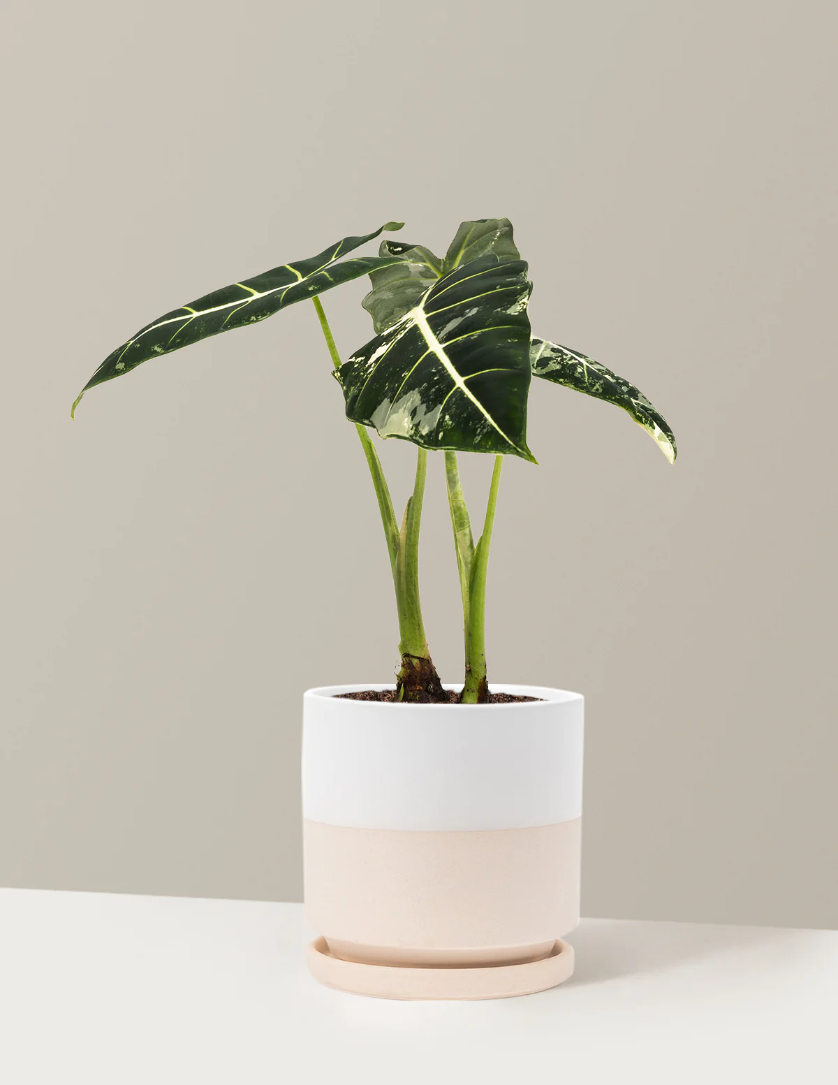 Alocasia Frydek Variegated - Image 26