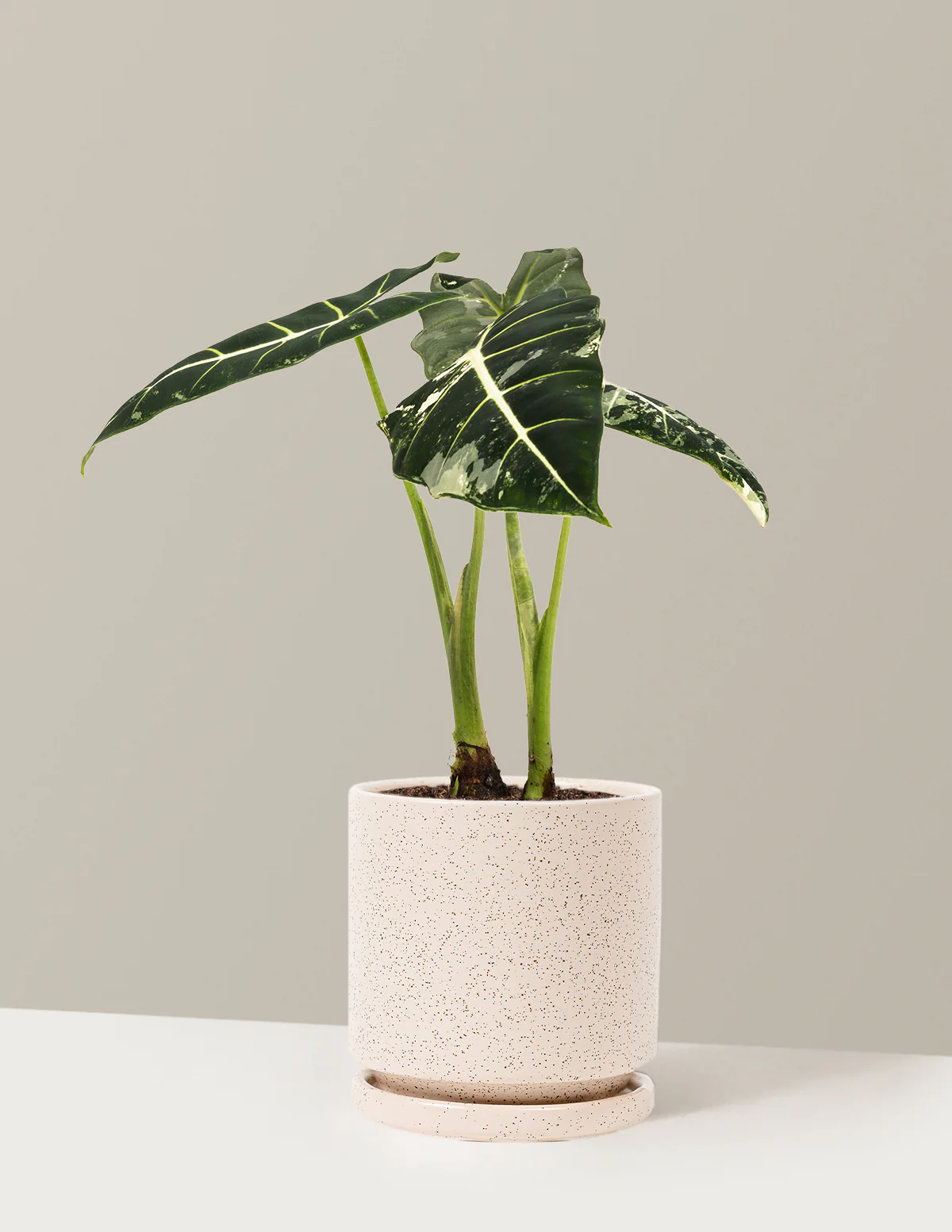 Alocasia Frydek Variegated - Image 27