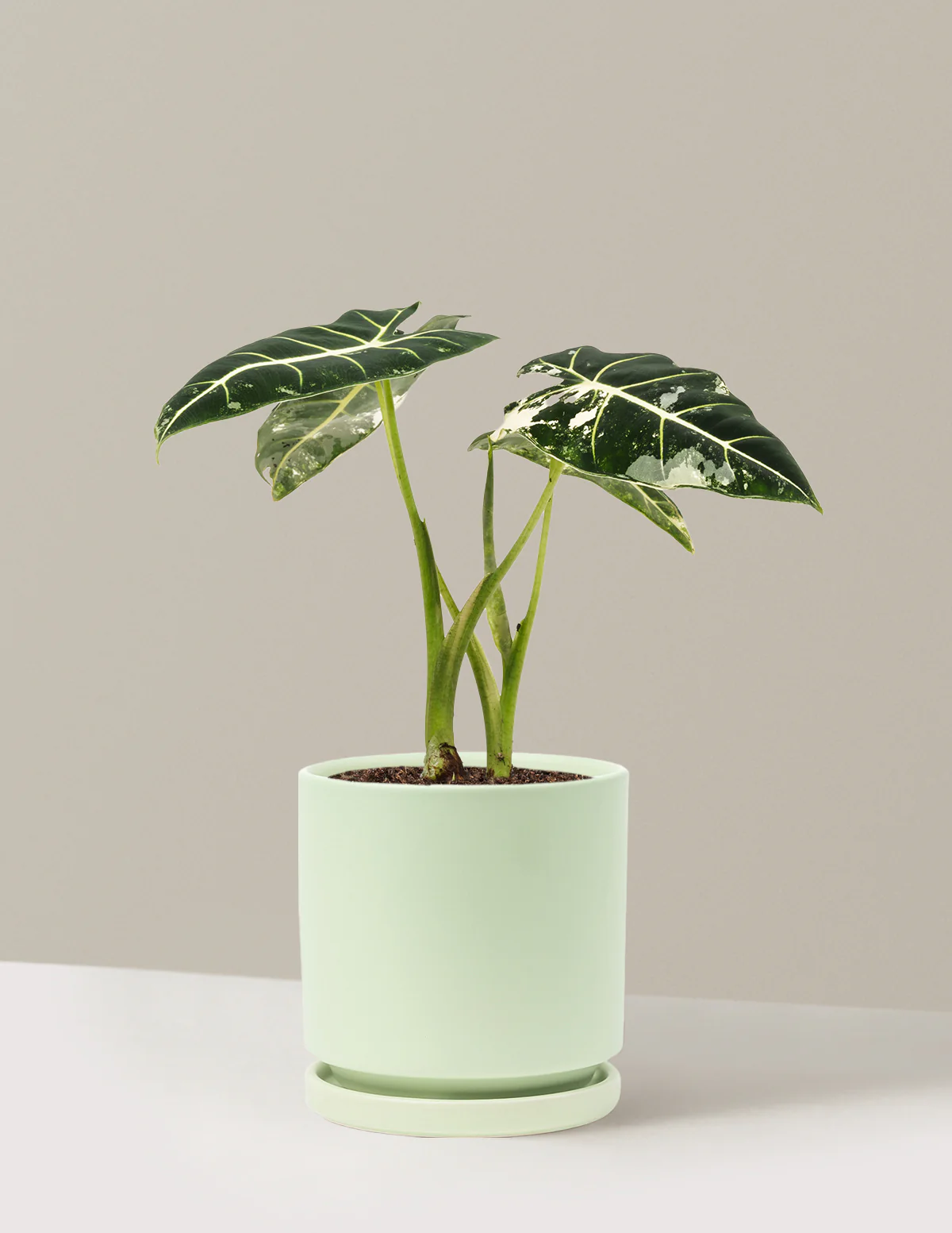 Alocasia Frydek Variegated - Image 3