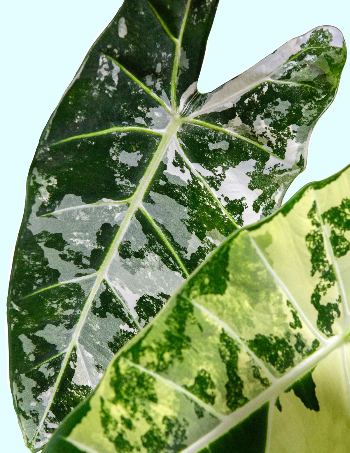 Alocasia Frydek Variegated - Image 4