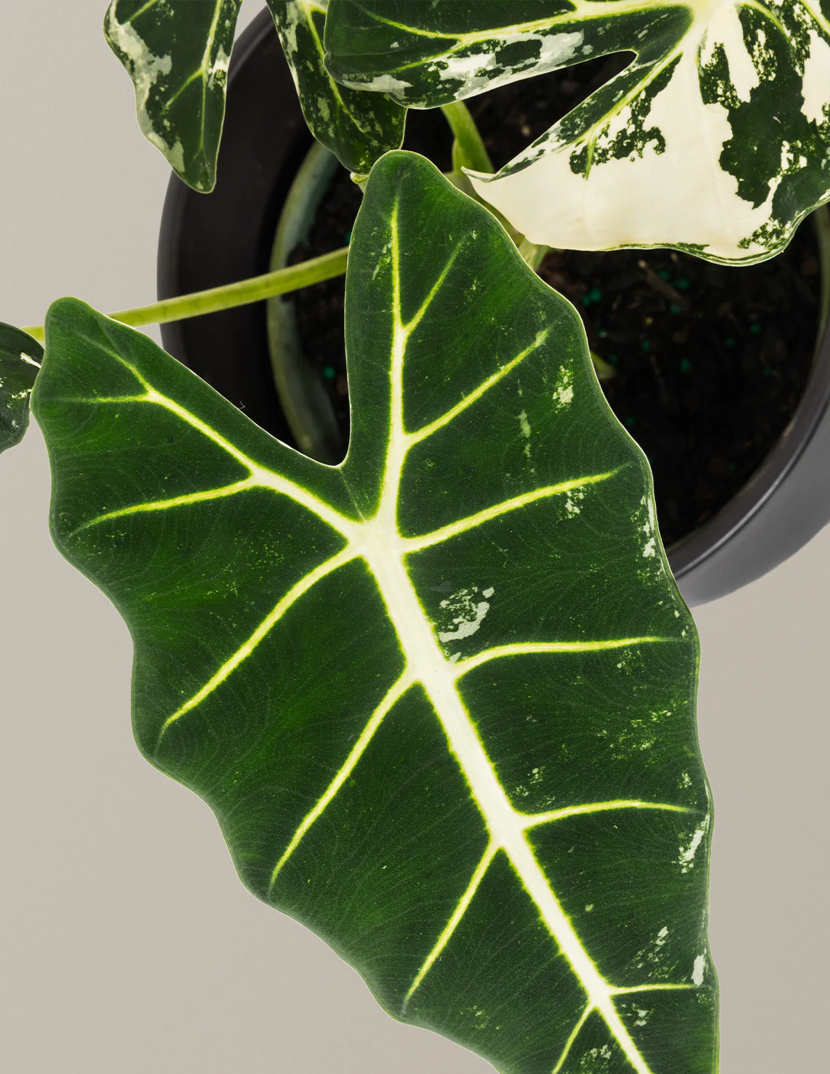 Alocasia Frydek Variegated - Image 7