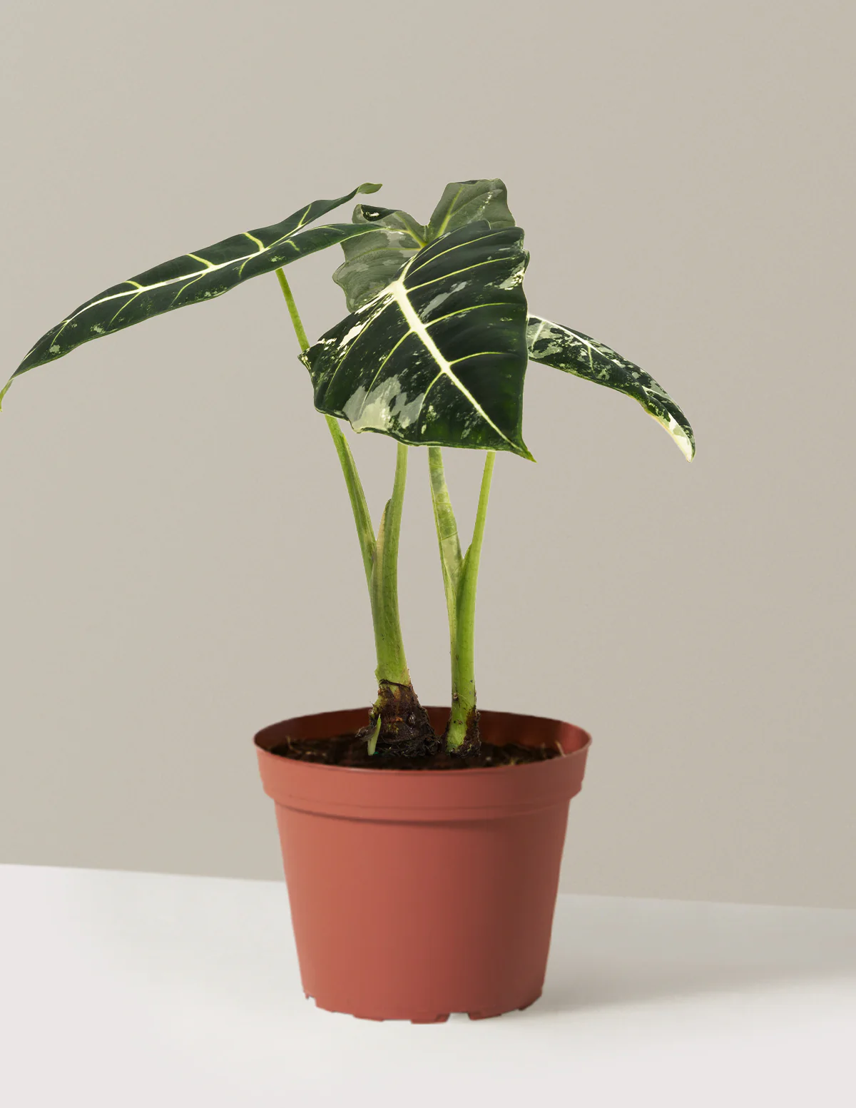 Alocasia Frydek Variegated - Image 9